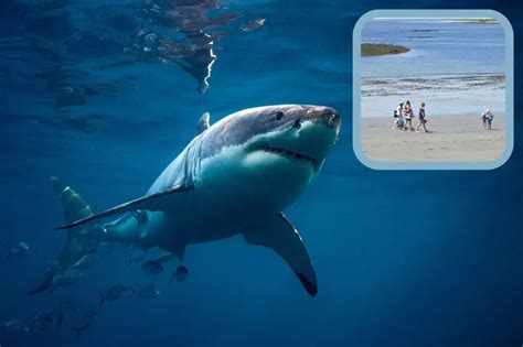 scarborough maine town|Maine shark sightings on the rise, officials say – NECN.